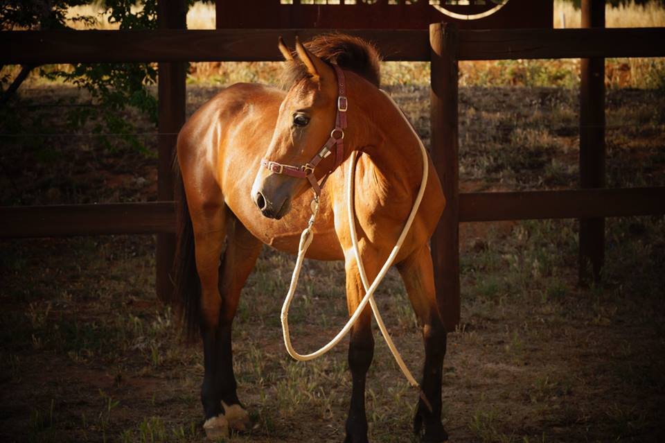 Timor Pony